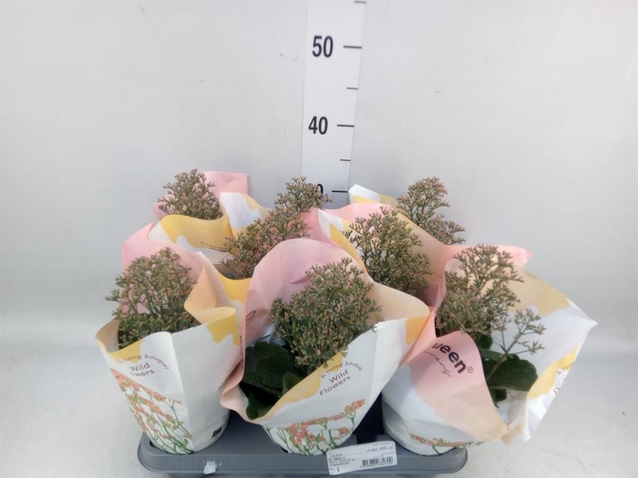 <h4>Kalanchoe  'WildFlow Surp Canyon'</h4>