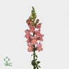 Antirrhinum Potomac Pink