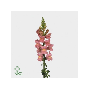 Antirrhinum Potomac Pink