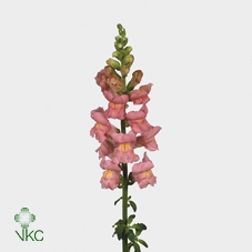 <h4>Antirrhinum Pink</h4>