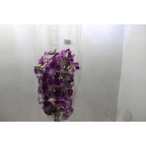 DENPHALAEN MACO PINK MIN 30 FLS