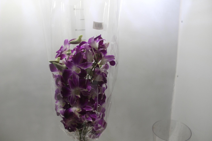 <h4>DENPHALAEN MACO PINK MIN 30 FLS</h4>