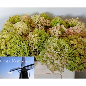 HORT PANICULATA LIMELIGHT