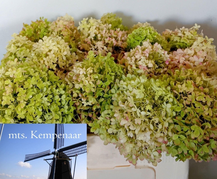 <h4>HORT PANICULATA LIMELIGHT</h4>