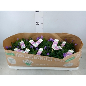 Campanula porten. 'Ambella Lavende'