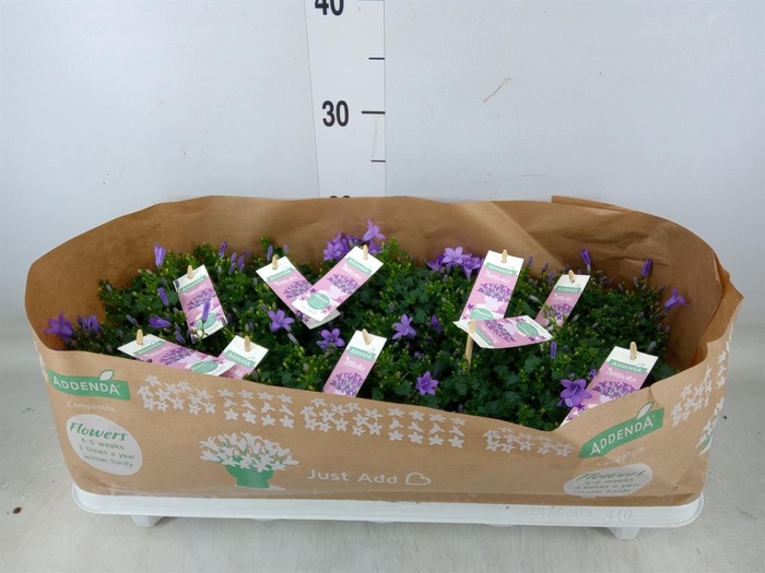 <h4>Campanula porten. 'Ambella Lavende'</h4>