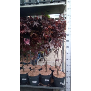 Acer palmatum 'Bloodgood'