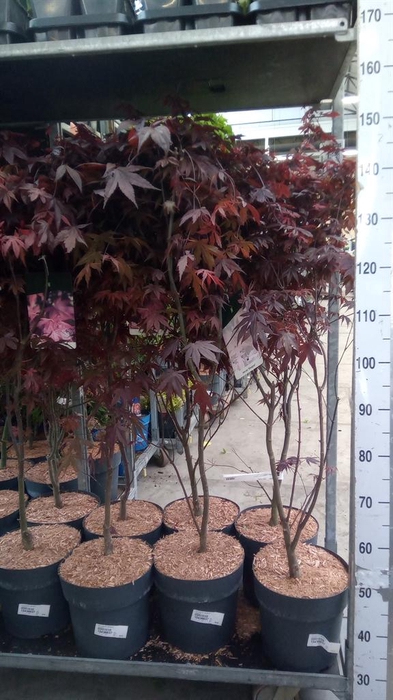 <h4>Acer palmatum 'Bloodgood'</h4>