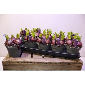 arr8 Hyacin Blue Pearl