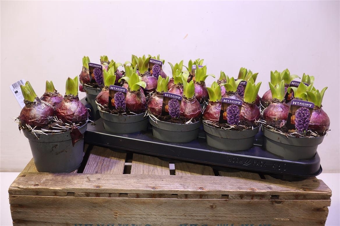 <h4>arr8 Hyacin Blue Pearl</h4>