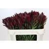 Leucadendron Saf Sunset Dark Red