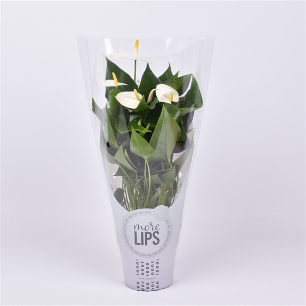 <h4>MoreLips® Anthurium Cocos in ShowHoes</h4>