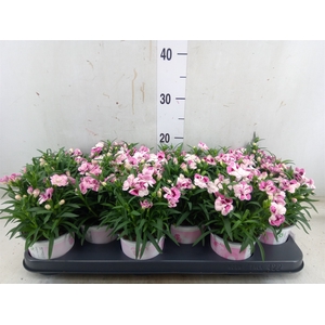 Dianthus  'Sprint Pink and Proud'