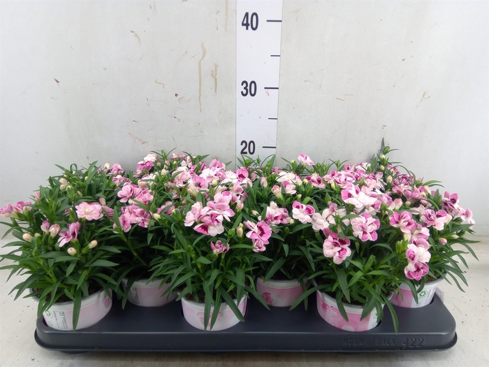 <h4>Dianthus  'Sprint Pink and Proud'</h4>