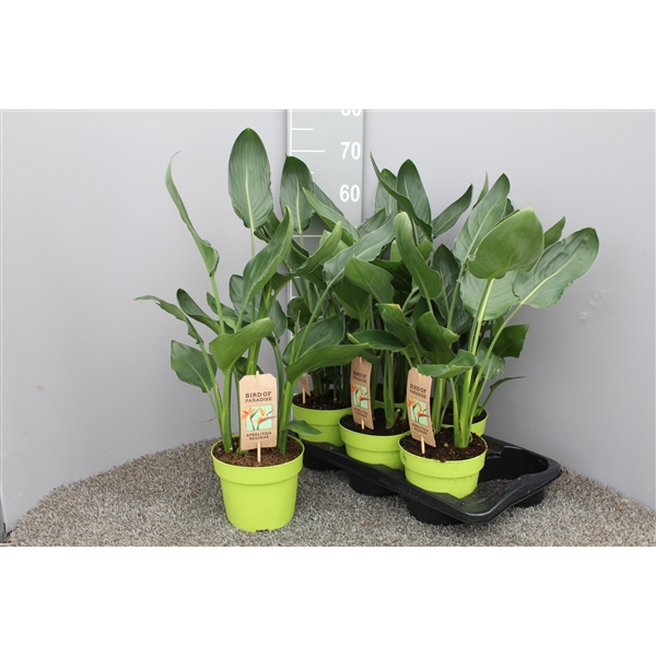 <h4>Strelitzia 4pp zonder kunstbloem -17</h4>