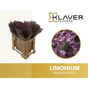 Limonium Safora Pink Sky Klaver