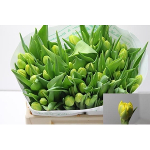 TU DU DOUBLE TROUBLE