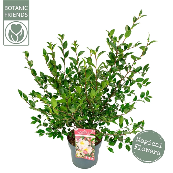 <h4>Camellia jap. 'Fairy Blush'® Premium</h4>