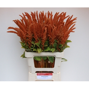 Amaranthus Hot Biscuit Sjaak Van Eeden