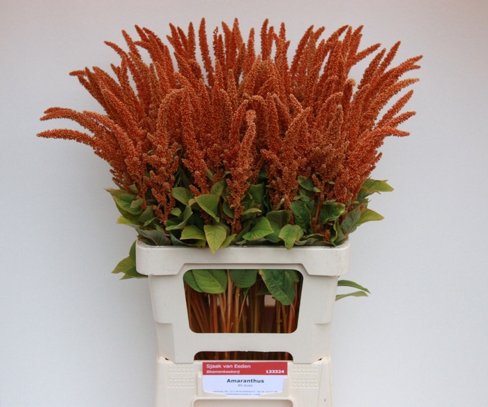 <h4>Amaranthus Hot Biscuit Sjaak Van Eeden</h4>