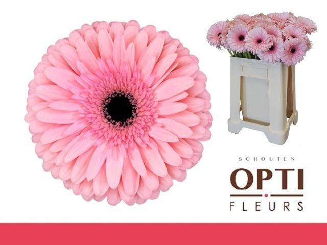 <h4>GE GR ESTRELLA</h4>