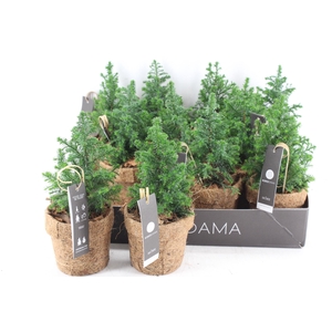 arr3 Kokoplant - Kokos potje picea