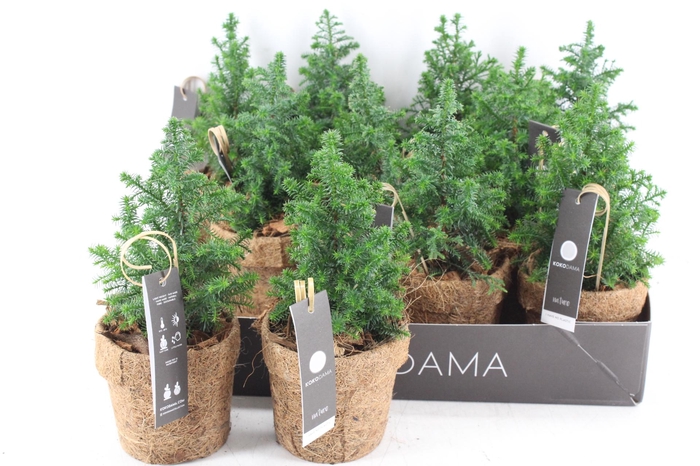 <h4>arr3 Kokoplant - Kokos potje picea</h4>