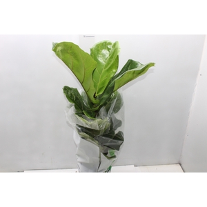 FICUS LYRATA P17
