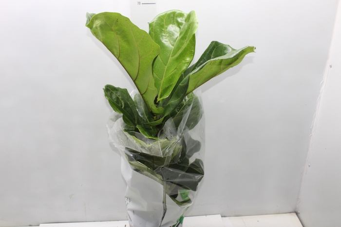 <h4>FICUS LYRATA P17</h4>