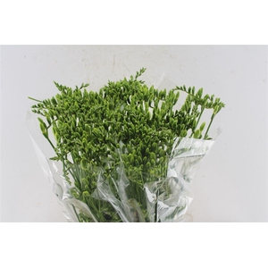 Fr En Ambassador White