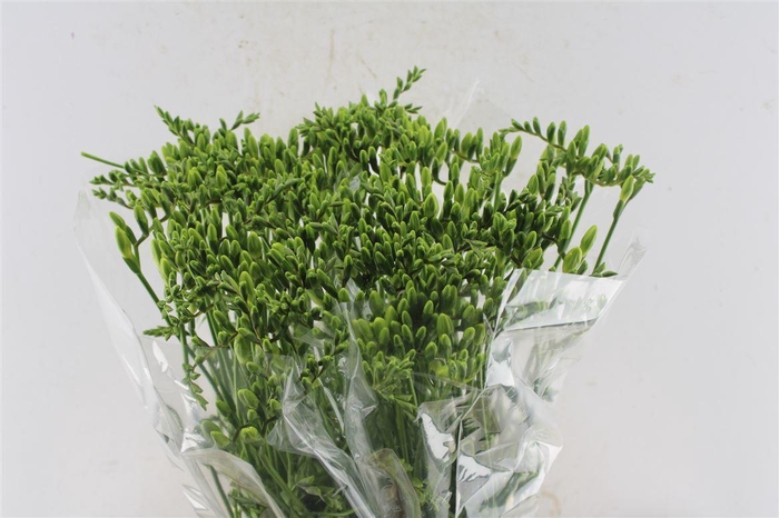 <h4>Fr En Ambassador White</h4>