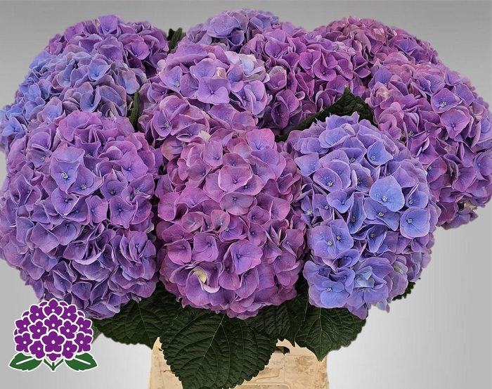 <h4>HYDR M MY RIVIERA</h4>