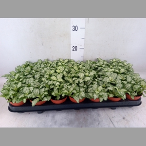 Fittonia  'Mosaic White Tiger'
