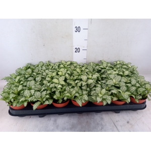 Fittonia  'Mosaic White Tiger'