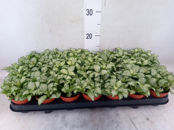 <h4>Fittonia  'Mosaic White Tiger'</h4>