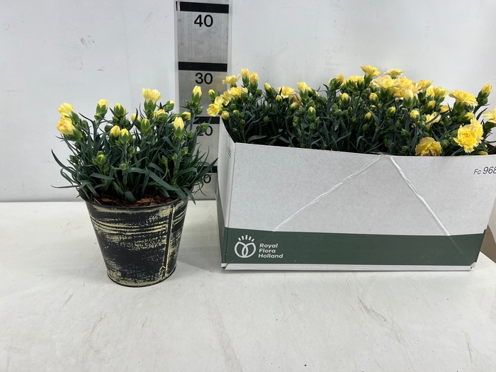 <h4>ARR TUINPLANTEN</h4>