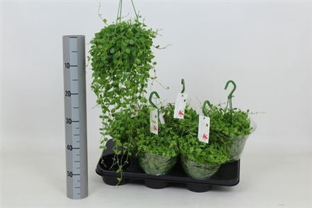 Disch Nummularia