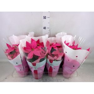 Euphorbia pulc. 'Princ Dark Pink'