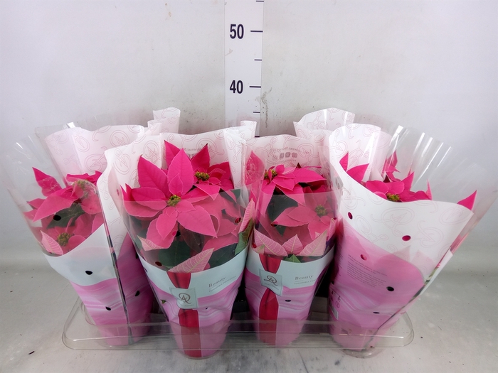 <h4>Euphorbia pulc. 'Princ Dark Pink'</h4>