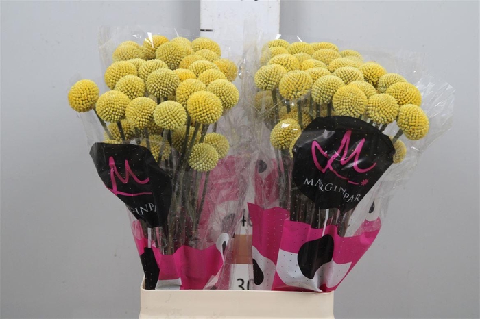 <h4>Cras Paintball Pop</h4>