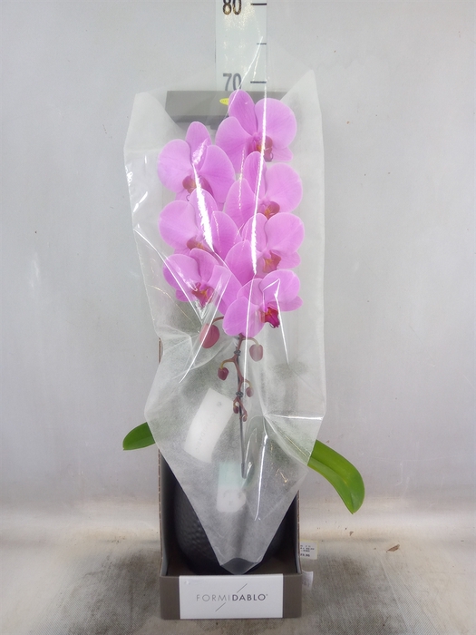 <h4>Phalaenopsis   ...rose</h4>