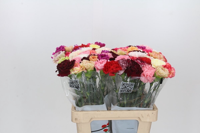 <h4>Dianthus St Mixed in Bunch</h4>