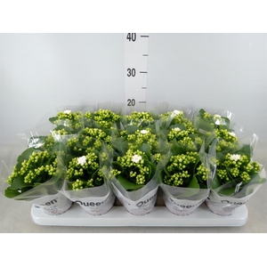 Kalanchoe blos. 'RosFlow Sia'