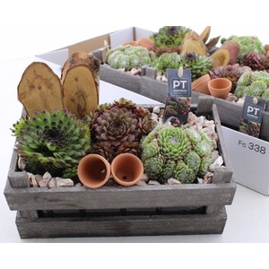 ARR SEMPERVIVUM