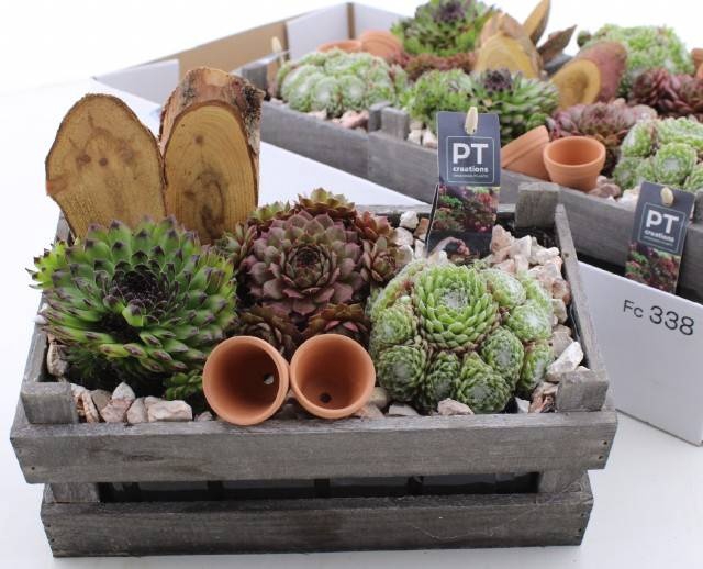 <h4>ARR SEMPERVIVUM</h4>