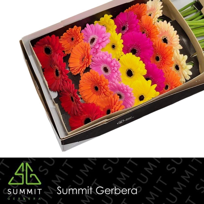 <h4>Gerbera Mix op Rij Doos</h4>
