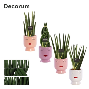 Sansevieria Cylindrica 12 cm mix in Dua Lipa (Party Love-coll.)