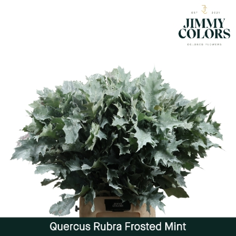 <h4>Quercus Rubra L80 Klbh. Frost Mint</h4>