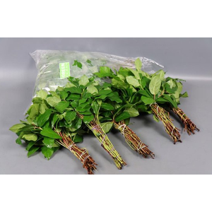 SALAL TIPS (5 Bos per zak)