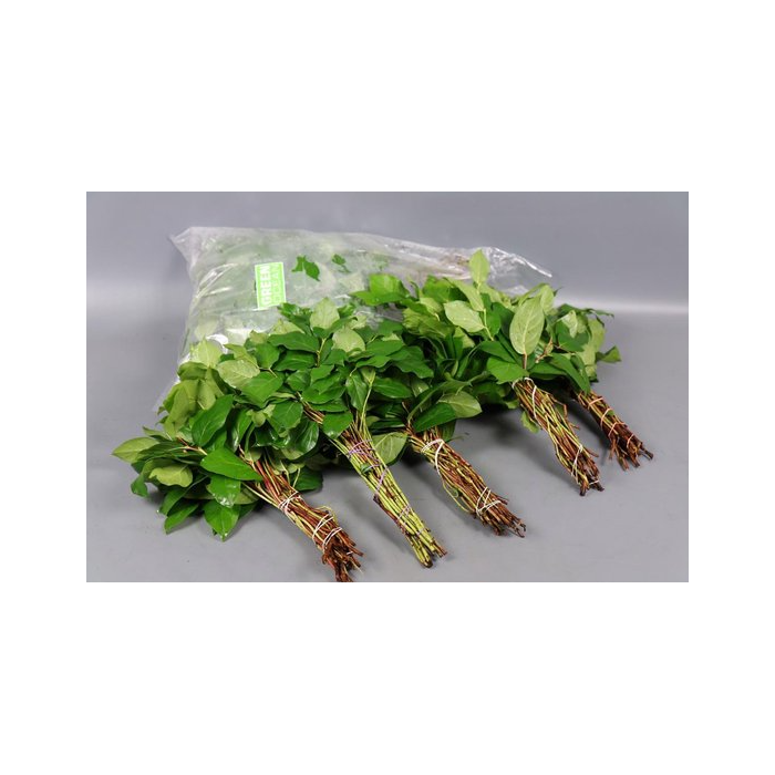 <h4>SALAL TIPS (5 Bos per zak)</h4>